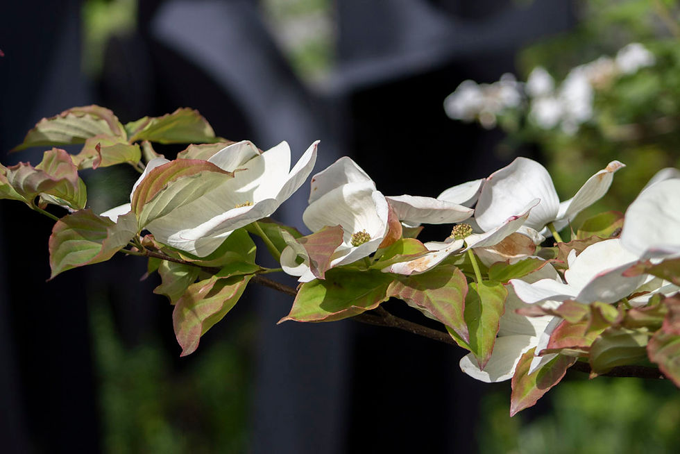 Scott Larson | Dogwood | Photography
