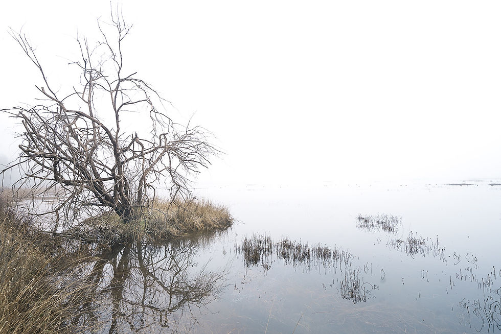 John Korvell | Dendrites | Photography