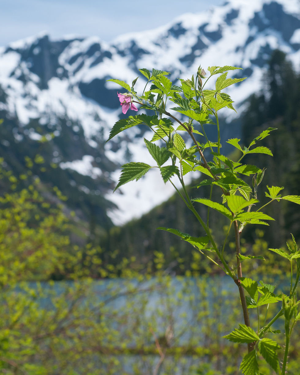 James Anderson | Salmonberry at Goat Lake | Photography