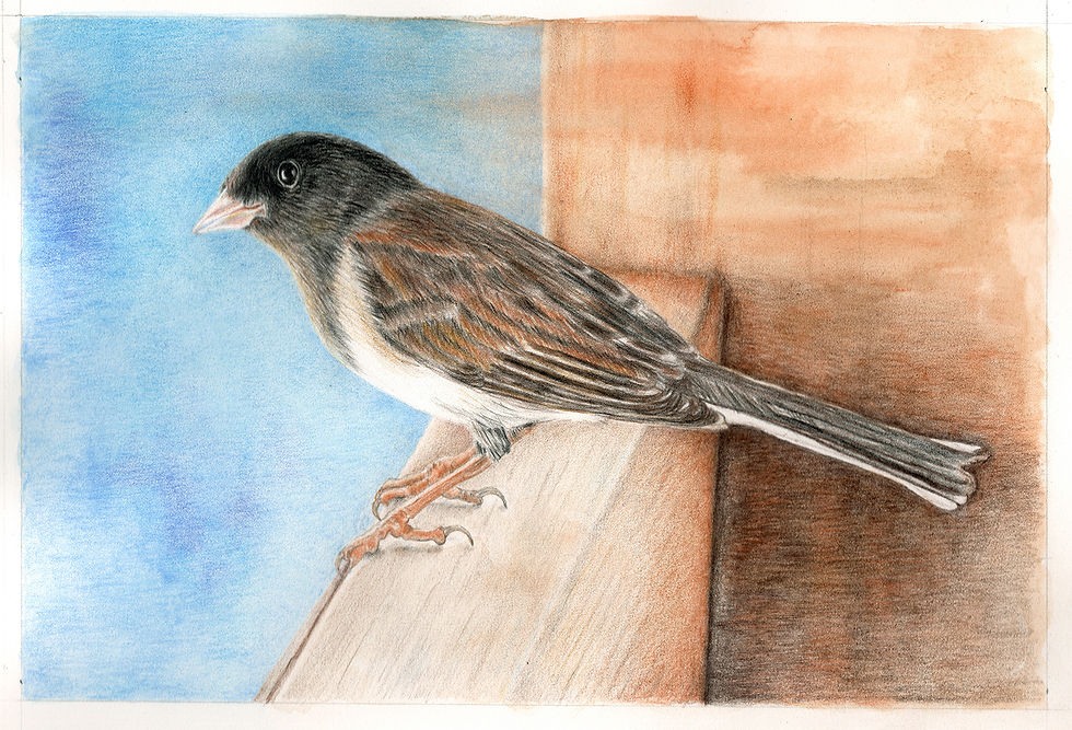 Janis Howes | Dark-Eyed Junco, Junco hyemalis | 2D