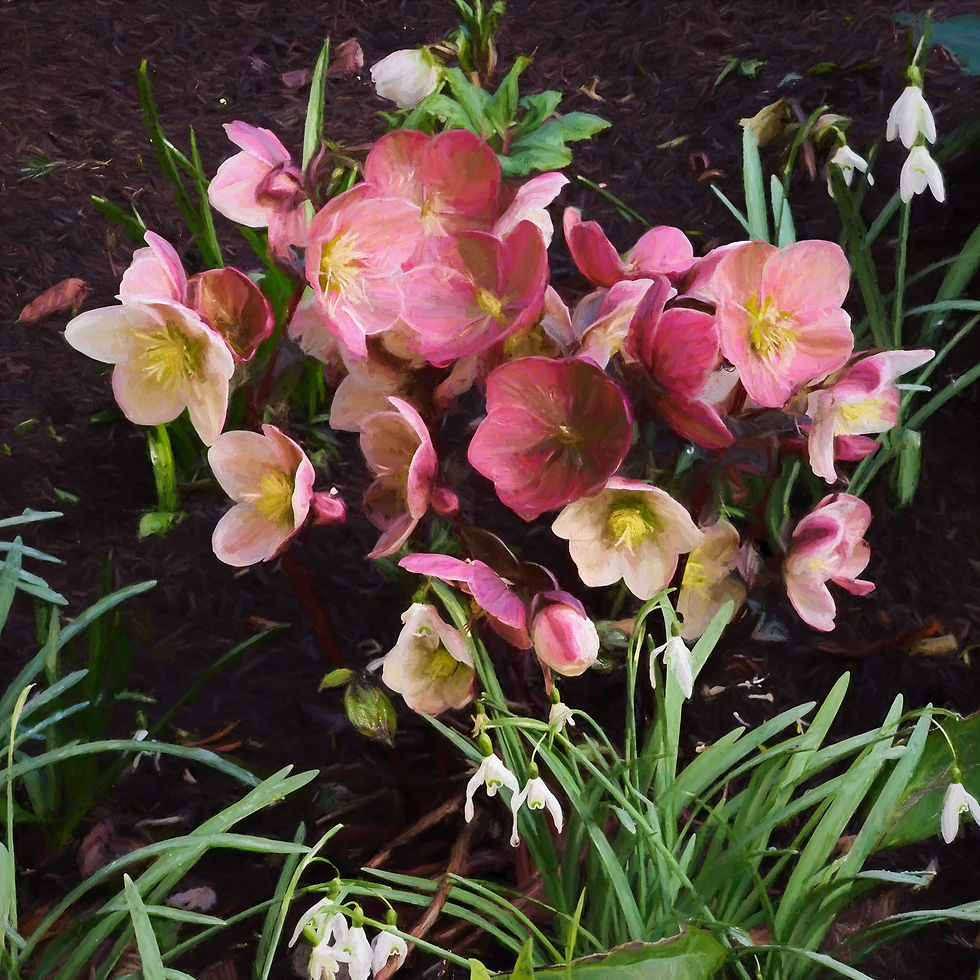 Lauren Heerschap | Lenten Roses and Snow Drops | Photography