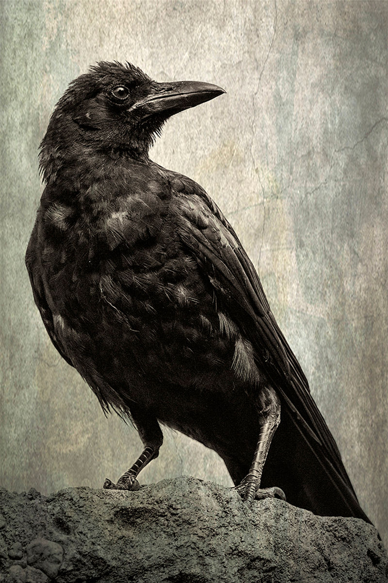 Sonya Lang | Crow Spirit Guide | Photography | 2nd Place