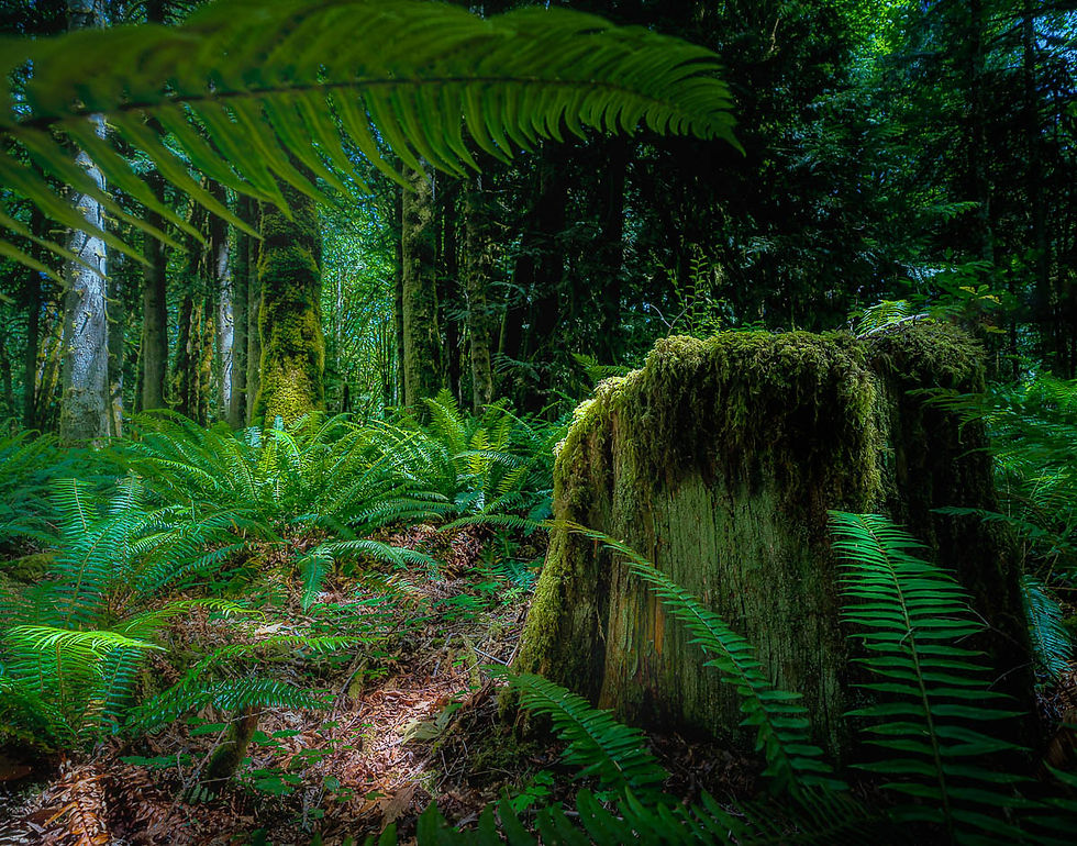 John Korvell | Last Stump | Photography