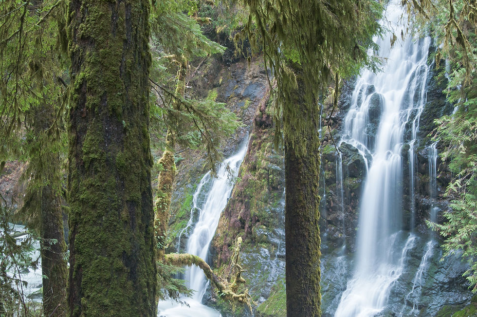 James Anderson | Trees and Falls | Photography