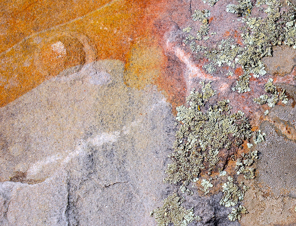 Peter Szarmach | Natural Abstract No 7 | Photography