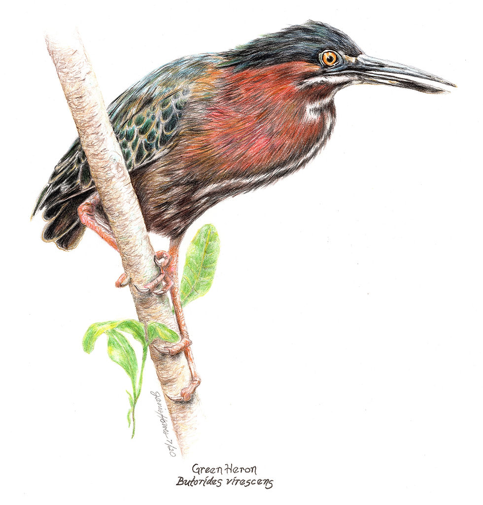 Janis Howes | Green Heron, Butorides virescens | 2D