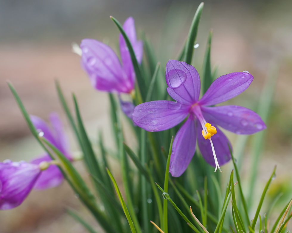 James Anderson | Grass Widow | Photography