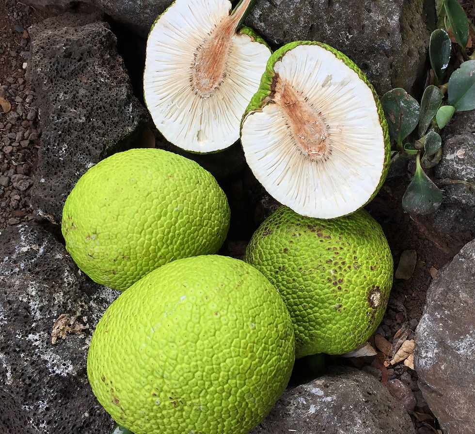 Patti Livingstone | Breadfruit | Photography