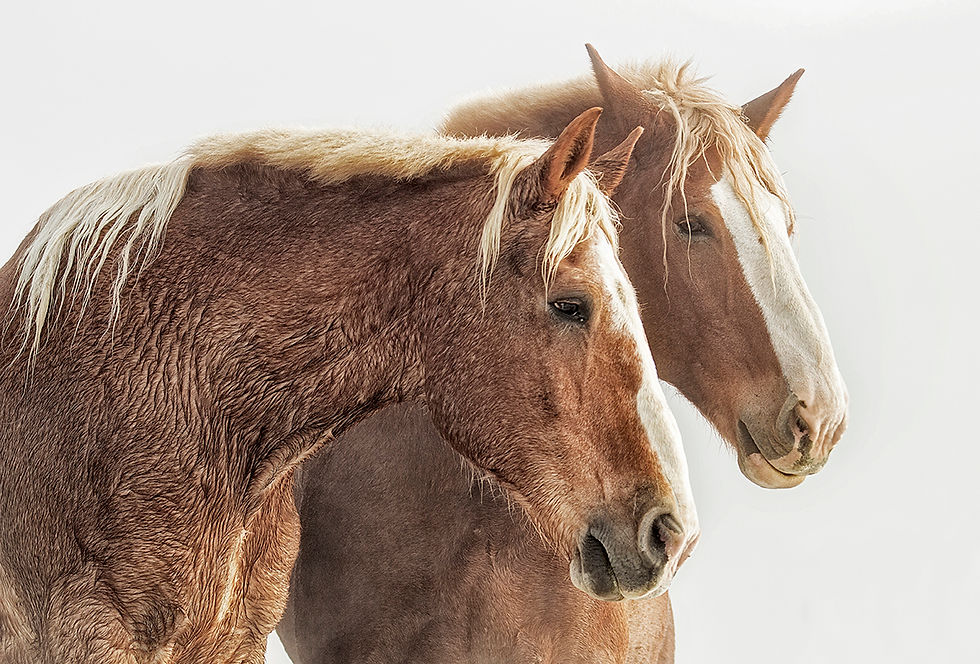 Sonya Lang | Draft Horses | Photography