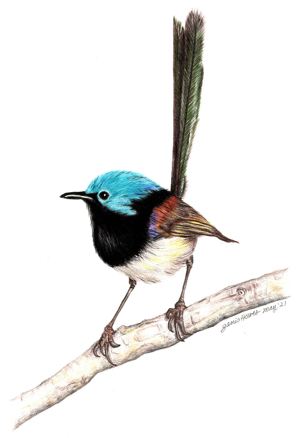 Janis Howes | Variegated Ferry Wren, Malarus lamberti | 2D