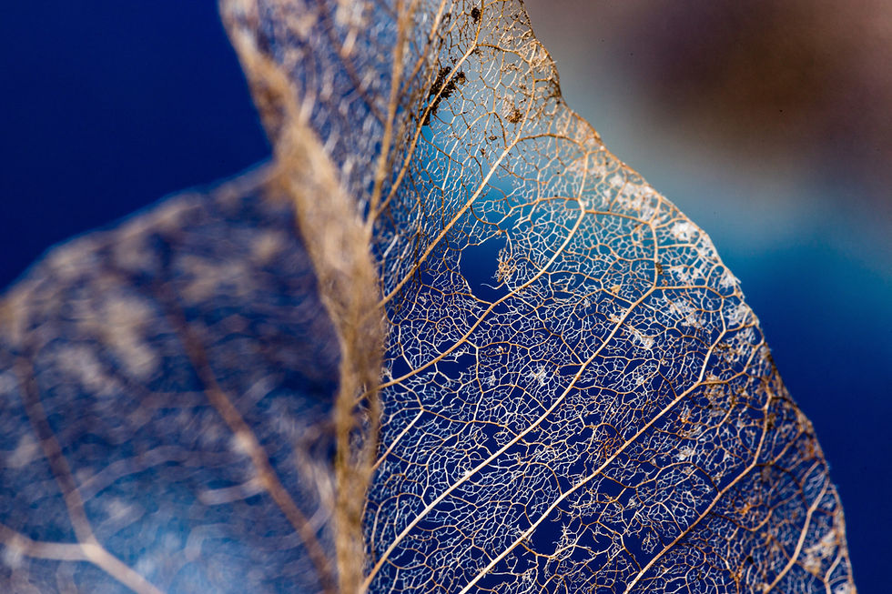 Sean Gorton | Ghost Leaf | Photography