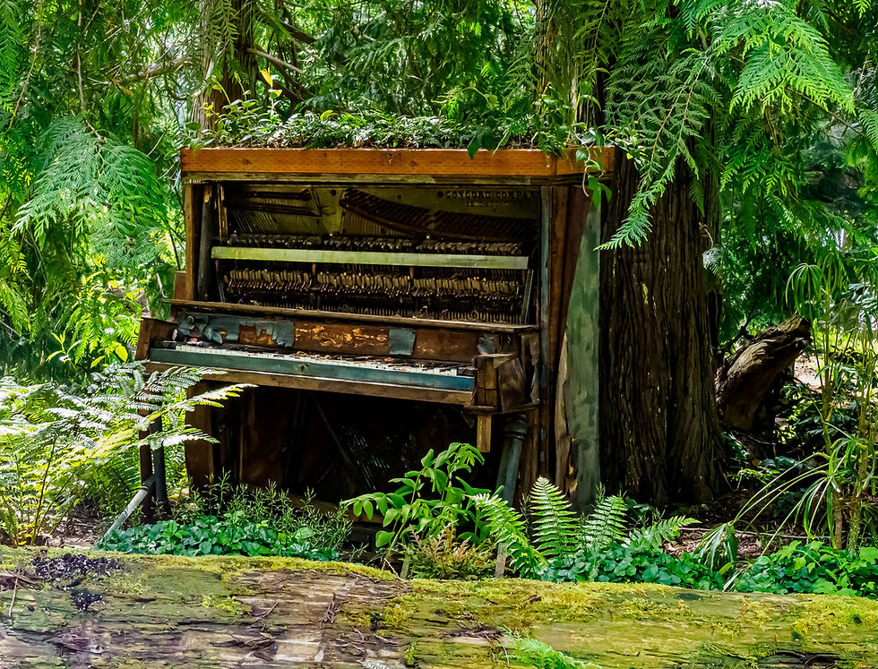 Lauren Heerschap | Piano Tree | Photography